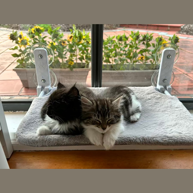 Photo of Poppy   Located In Lower Plenty