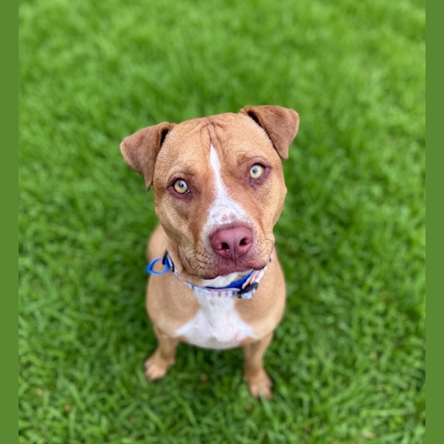 Photo of Trooper 