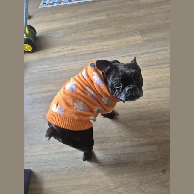 Photo of Cookie   6 Year Old French Bulldog