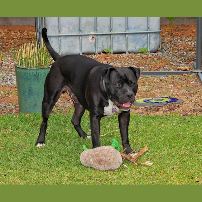 Photo of Buddy