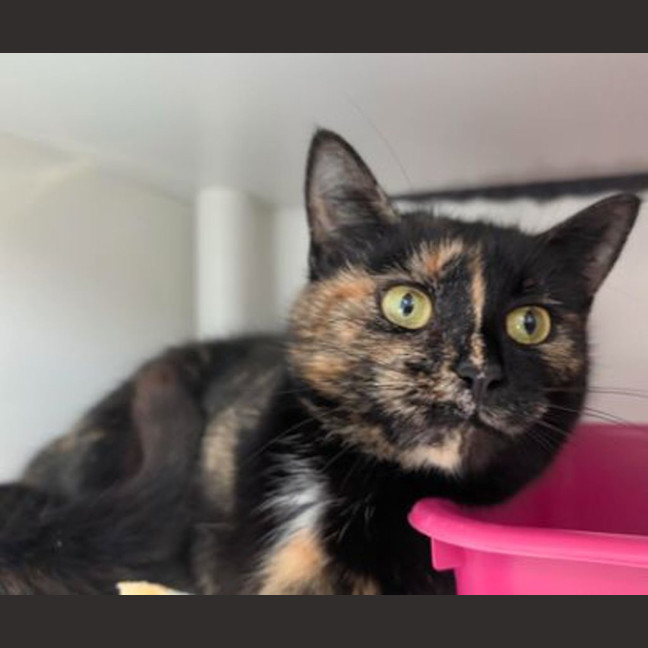 Photo of Topaz