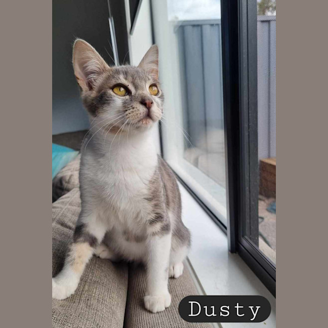 Photo of Dusty