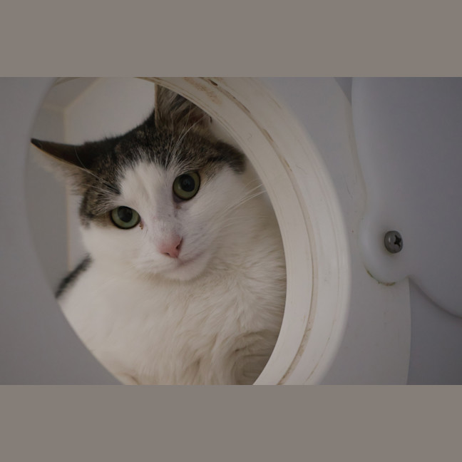 Photo of Honeypuff