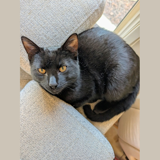 Photo of Wolfie