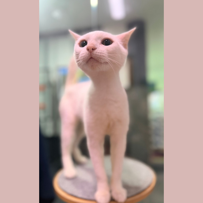 Photo of Marshmallow