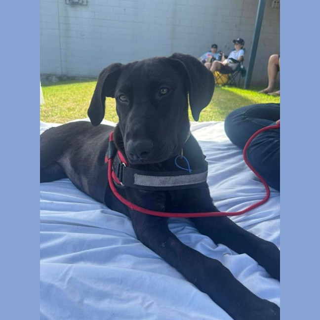 Photo of Elphaba   5 Month Old Shepherd X