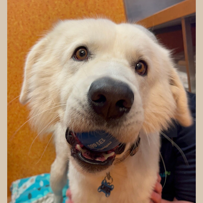 Photo of Casper