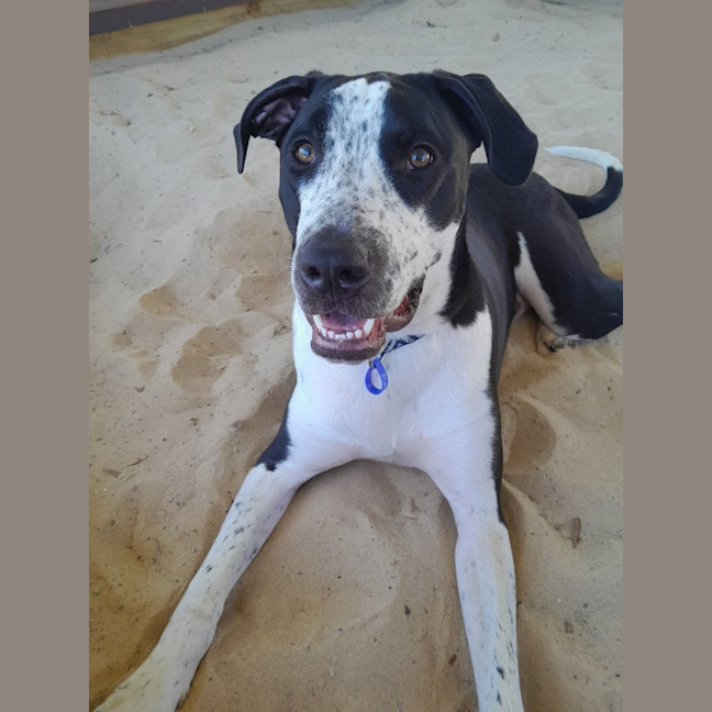 Photo of Bailey   10 Month Old Bull Arab X