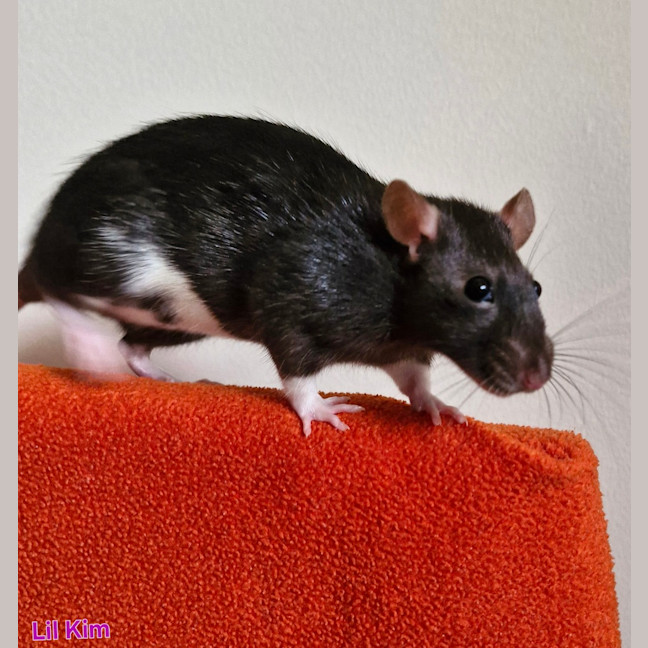 Photo of Chilli