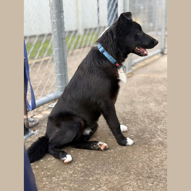 Photo of Rex