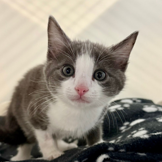 Photo of Arthur
