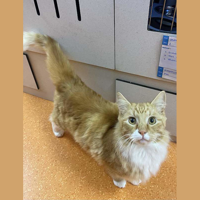Photo of Weasley