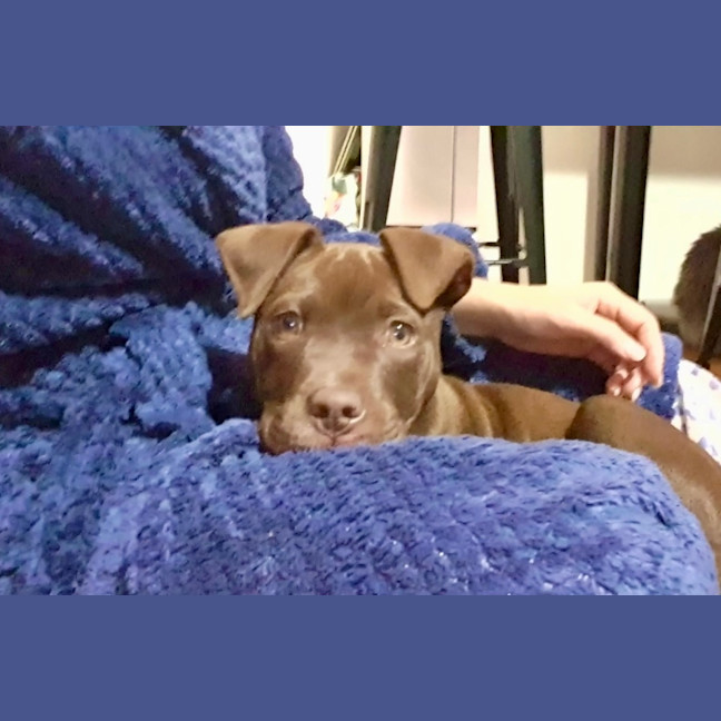 Photo of Jessie ❤️🐶