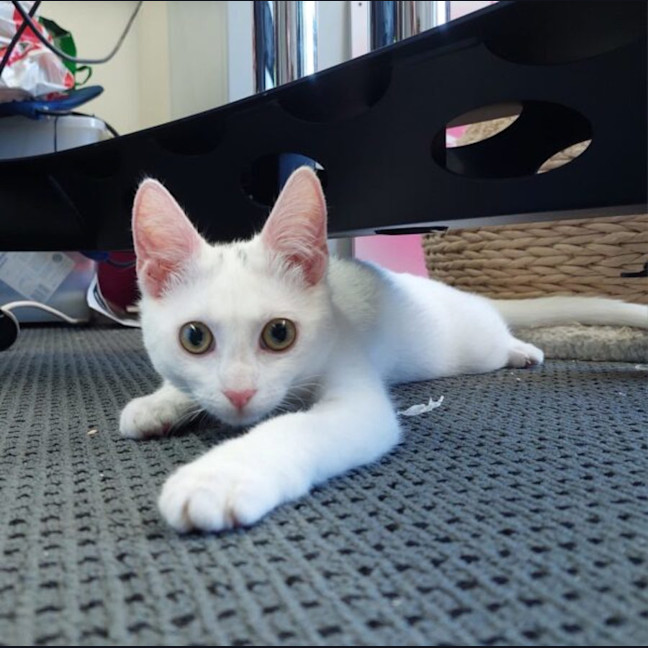 Photo of Persephone