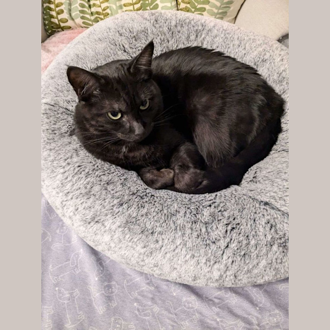 Photo of Percival
