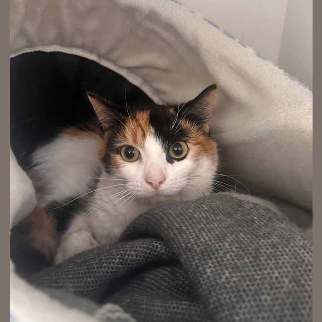 Photo of Molly 