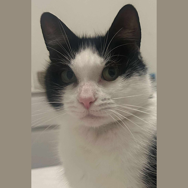 Photo of Helen* 9 Lives Project Rescue*