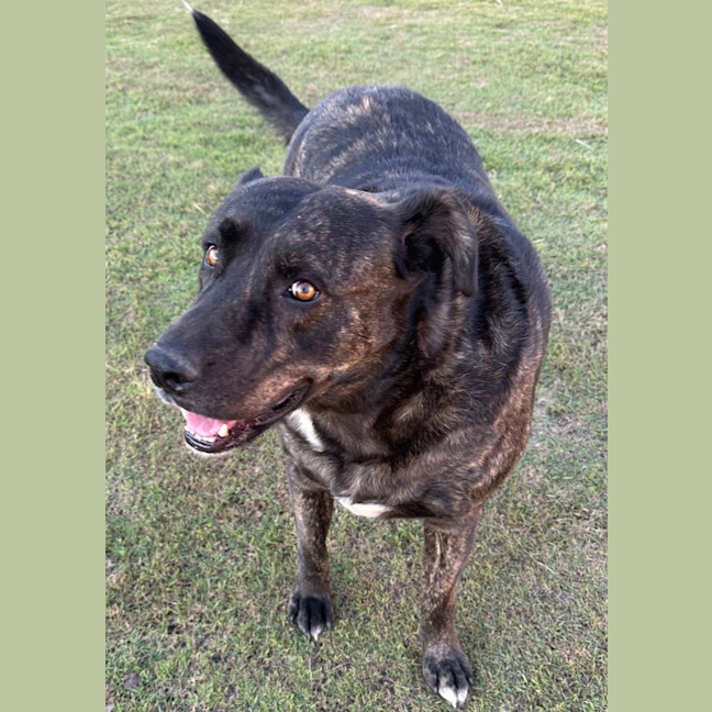 Photo of Kenny *$150 Adoption Fee*