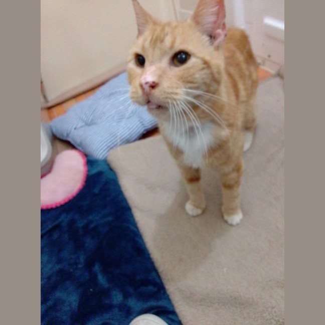 Photo of Baggins / Mr Big