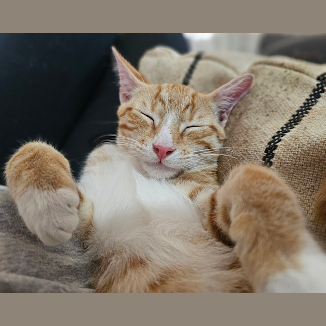 Photo of Ginger George