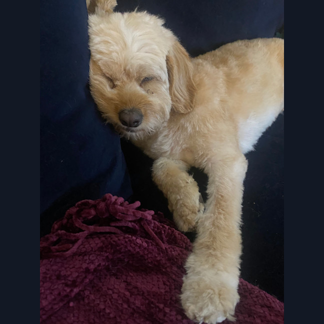 Photo of Daisy