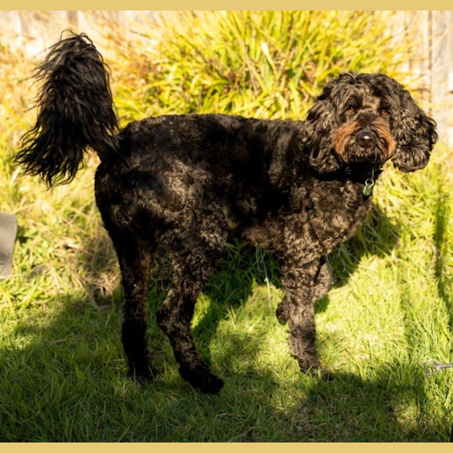 Photo of Bodhi Quinnell