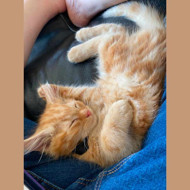 Photo of Toulouse Meet Me At Pet Stock Chelsea