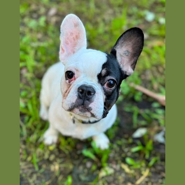 Photo of Frenchie