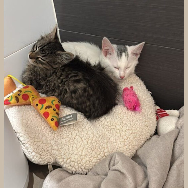 Photo of Chimney & Sweep