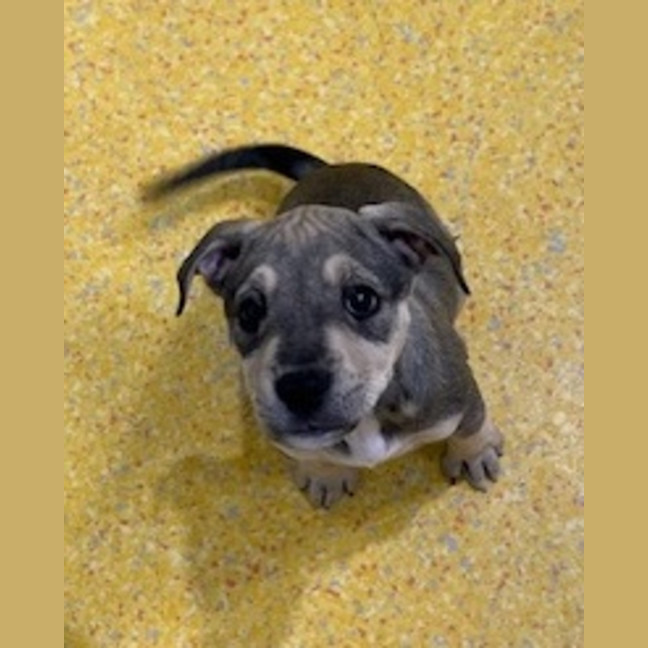 Photo of Luna