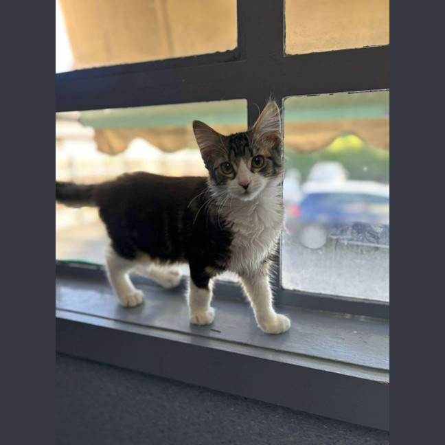 Photo of Linnie   Located In Kew