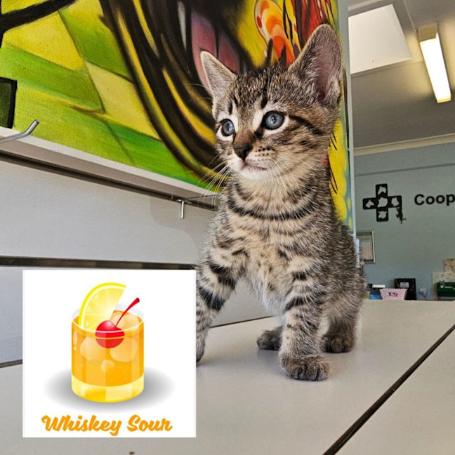 Photo of Whiskey Sour