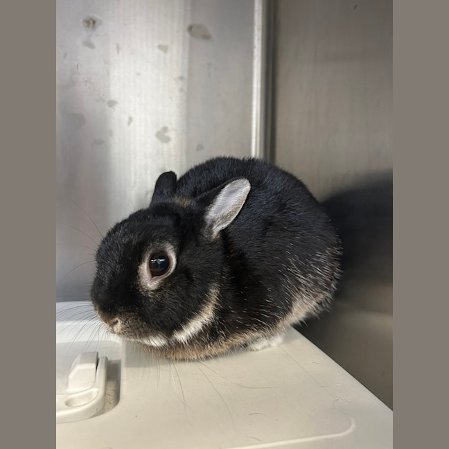 Photo of Mochi