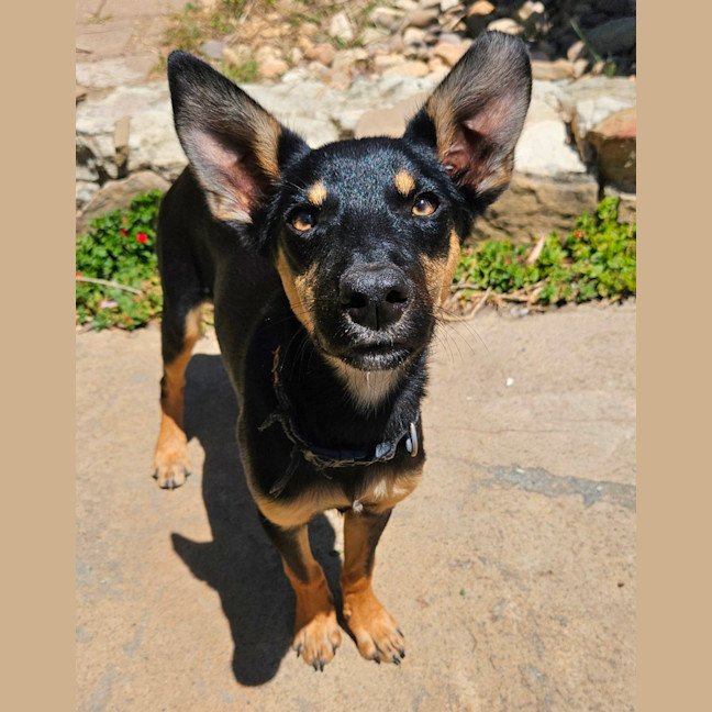 Photo of Alfalfa