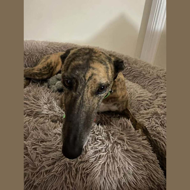 Photo of Roxy, The Greyhound