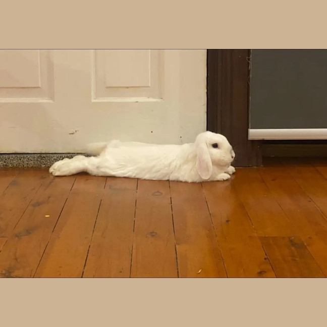 Photo of Kottbulle (W Pollywaffle)