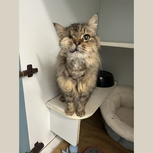 Photo of Smokey