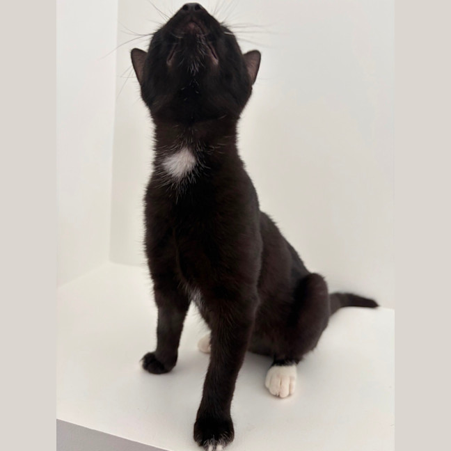 Photo of Astro