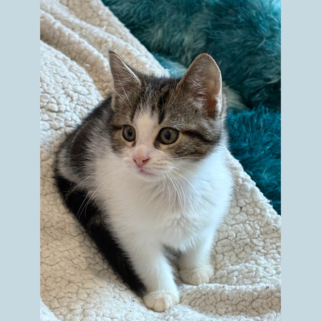 Photo of Max 🐯😻