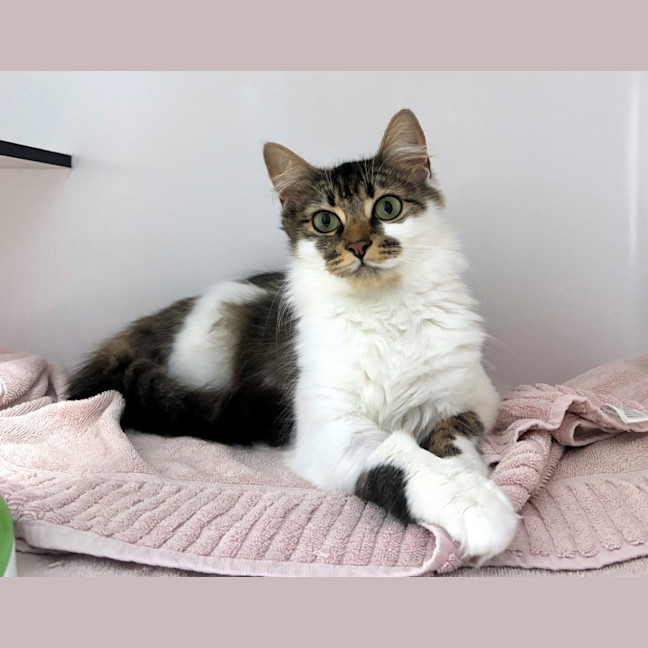 Photo of Sundae Sta012996