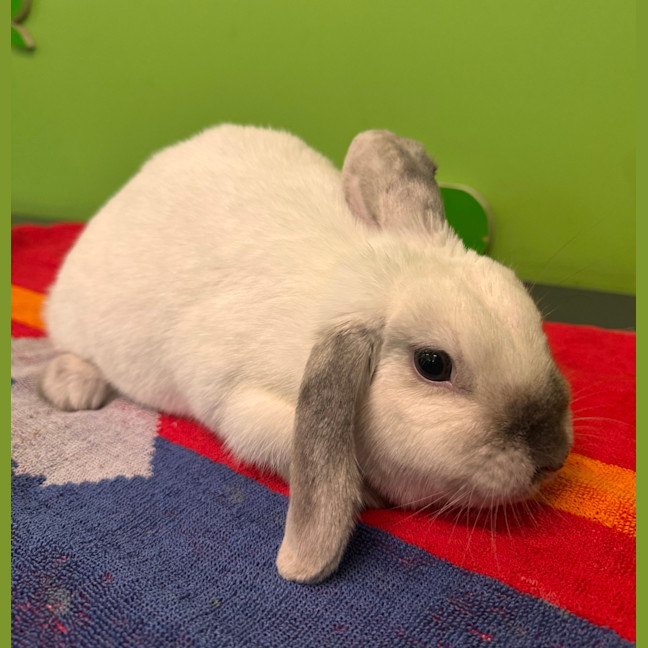 Photo of Violet