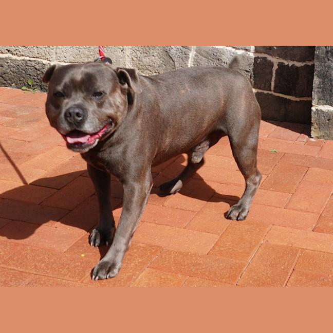 Photo of Bluey 