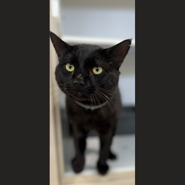 Photo of Santana (9993)