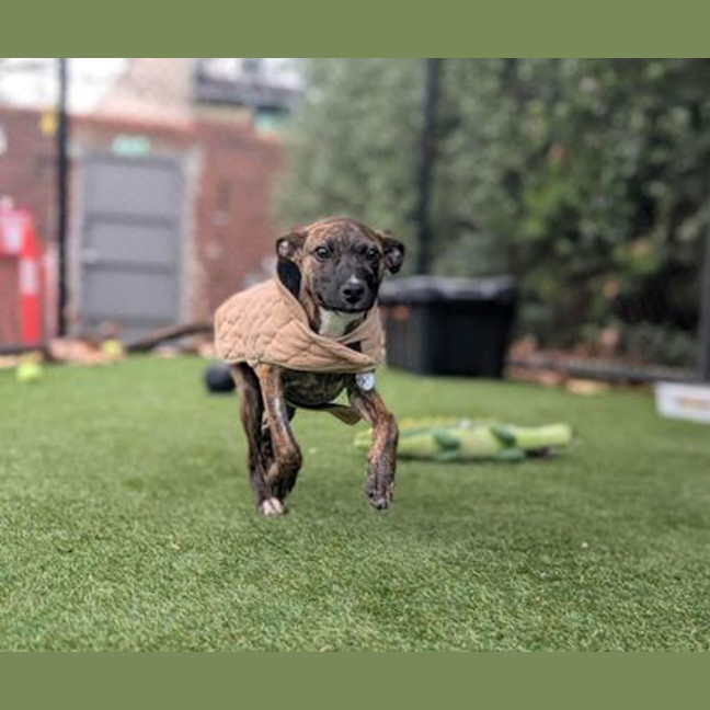 Photo of Junie