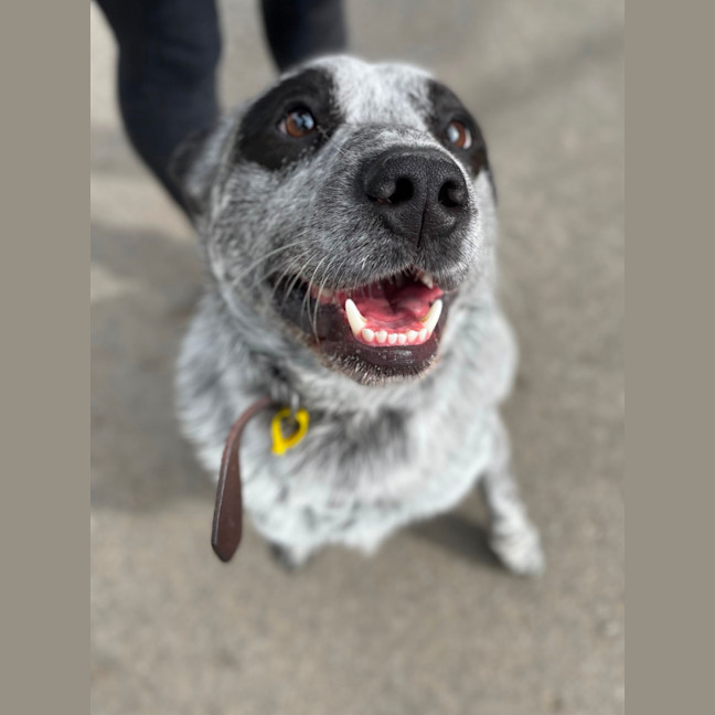 Photo of Spot 