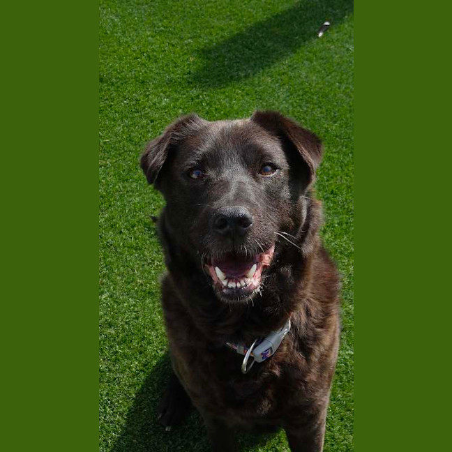 Photo of Bruno