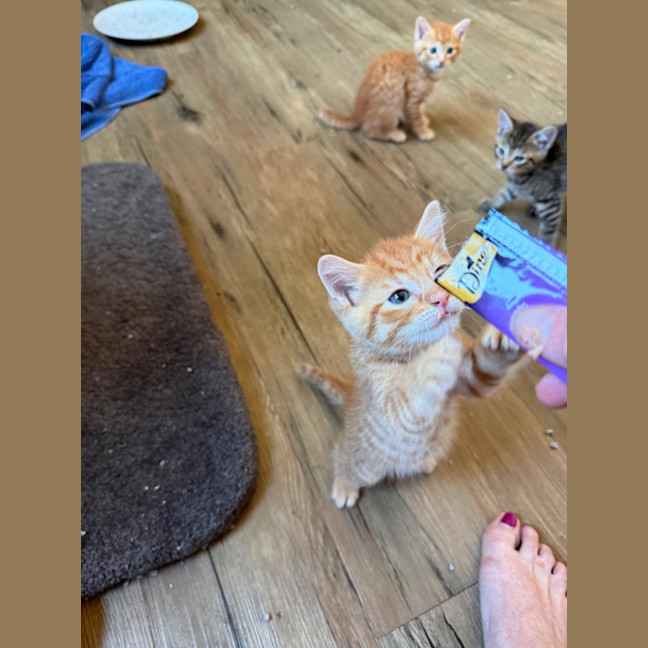 Photo of Tony (De No Toe Za)  Meet Me At Petstock Keysborou