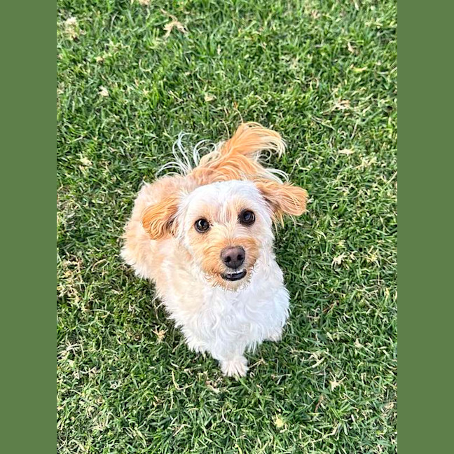 Photo of Louie
