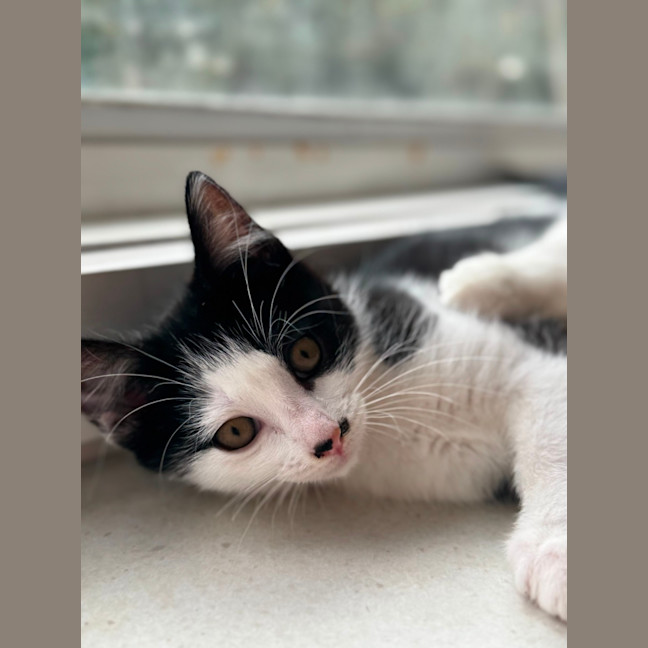 Photo of Coco Chanel