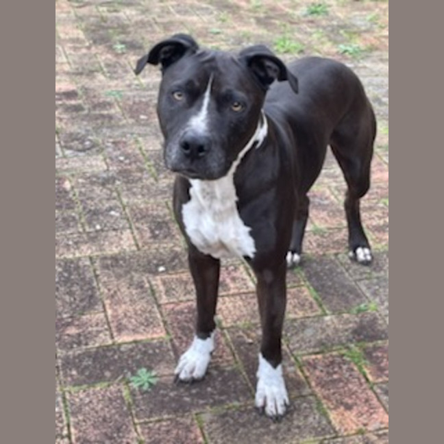 Photo of Charlie   7 Year Old Staffy X Great Dane 